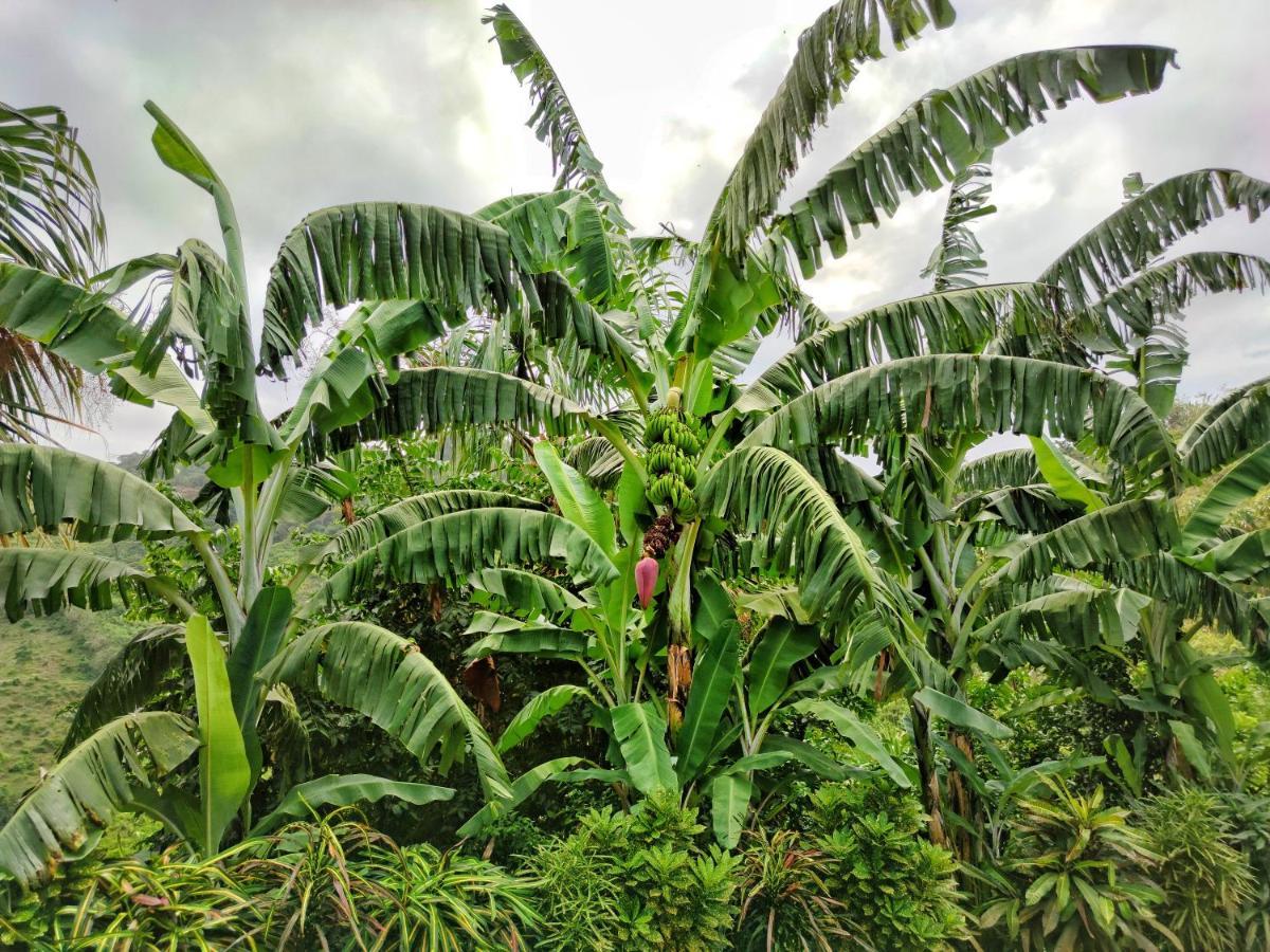 Finca Cuipo Buritaca Ngoại thất bức ảnh